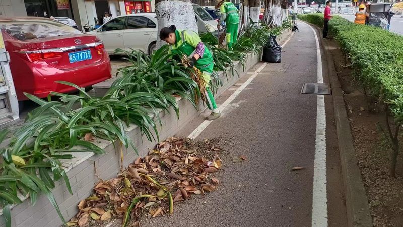 南方小区绿化草坪品种选择：因地制宜，打造生态宜居家园**