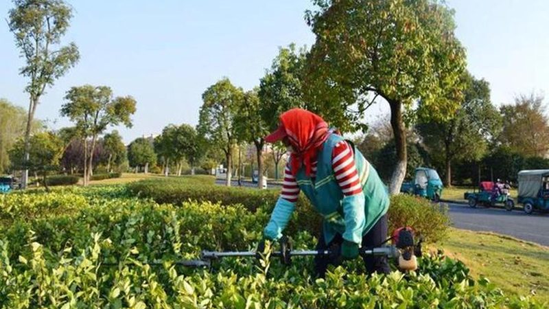 小区绿化植物加盟代理，如何选择合适伙伴？**