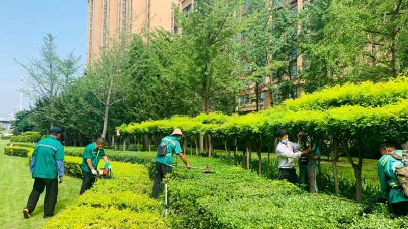 北京公司前台绿植租赁，如何打造绿色办公空间？**